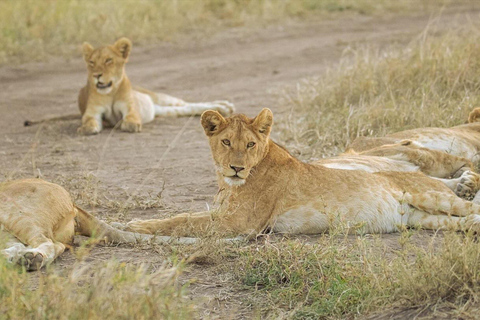 Seronera and Ndutu Migration Safari Experiences