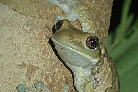 Manuel Antonio: Nachttour mit einem naturkundlichen Führer.Nachttour mit einem naturkundlichen Führer (inklusive Transport)