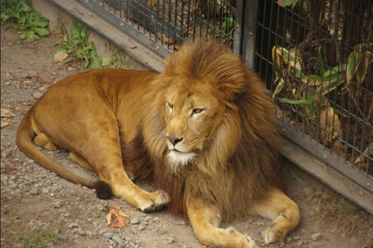 Sapporo: Asahiyama Zoo and Blue Pond Day Trip