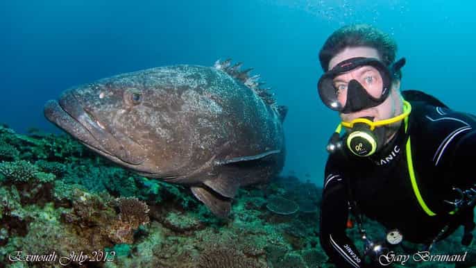 scuba diving in ningaloo reef fullday from exmouth
