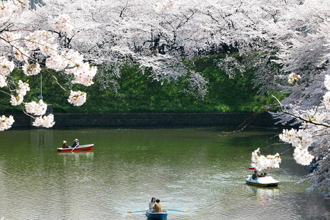 Tokyo:Private Chidorigafuchi Sakura Walk by the ImperialMoat