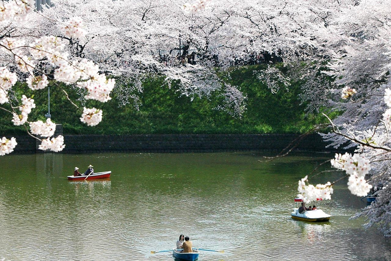 Tokyo:Private Chidorigafuchi Sakura Walk by the ImperialMoat