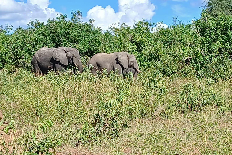 Chobe Morning Game Drive Safari from Livingstone & Vic Falls