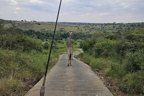 Nairobi National Park Privé Halve Dag Tour met Pick Up