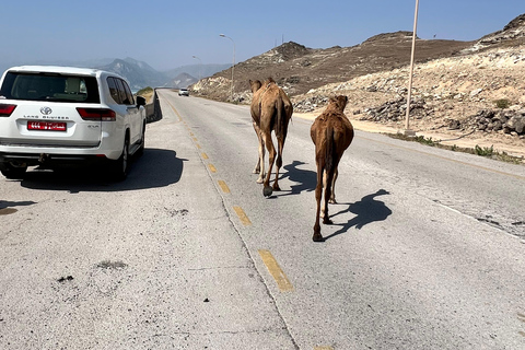 Salalah: West Coast Tour with Beaches and Cliffs