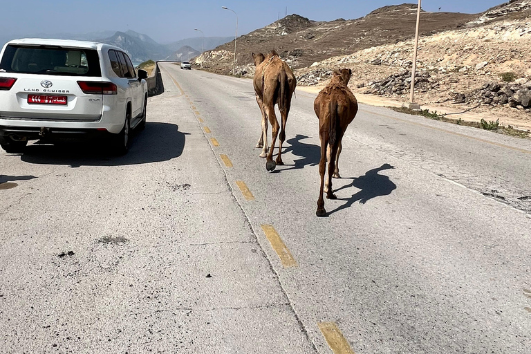 Salalah: West Coast Tour with Beaches and Cliffs