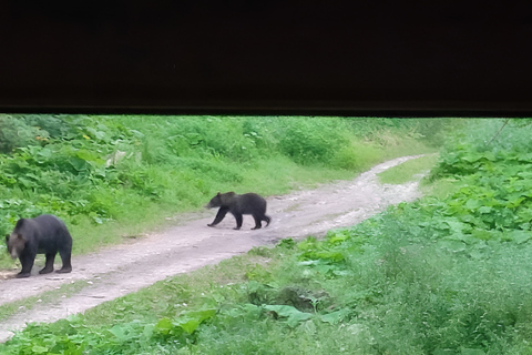 Brașov: 4-Hour Bear Watching Tour in Carpathian Mountains