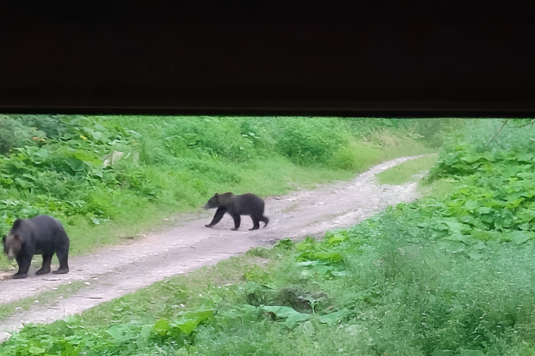 Brașov: 4-Hour Bear Watching Tour in Carpathian Mountains