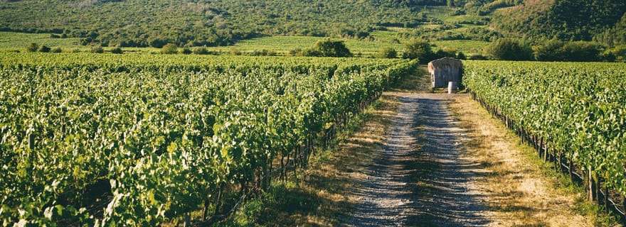 Valparaiso : Visite de la vallée de Casablanca avec 5 vignobles
