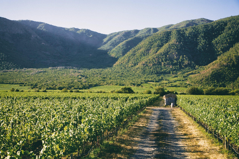 Valparaiso: Casablanca Valley Wine Tour with 5 Wineries