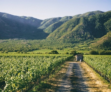 Valparaiso: Casablanca Valley Wine Tour with 5 Wineries