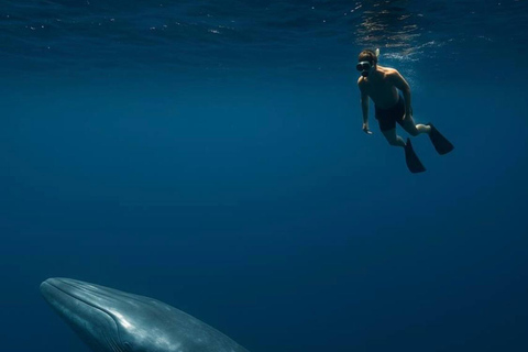 Mirissa: Dolphin Swim Blue Whale Snorkelling | All-Inclusive Mirissa: Scuba Diving & Turtle Snorkelling Experience