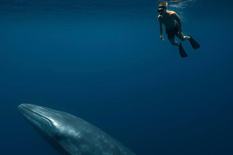 Mirissa: Dolphin Swim Blue Whale Snorkelling | All-Inclusive Mirissa: Scuba Diving & Turtle Snorkelling Experience