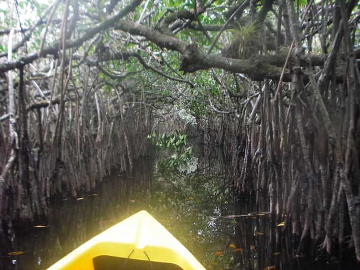Everglades National Park Mangrove Tunnel Kayak EcoTour GetYourGuide