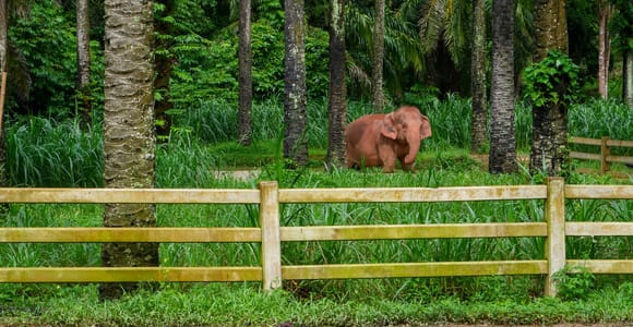 Krabi: No-Touching Elephant Sanctuary Half-Day & Meal