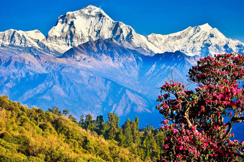 Pokhara: 4-dagars vandring i bergen Ghorepani, Poonhill och GhandrukPrivat resa med måltider inkluderade