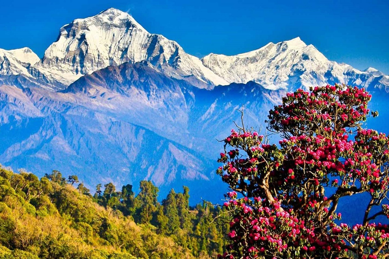 Pokhara: 4-dagars vandring i bergen Ghorepani, Poonhill och GhandrukPrivat resa med måltider inkluderade