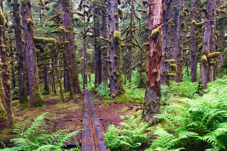 Kodiak: Rainforest Hike with Naturalist Guide