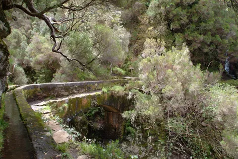 Madeira: Paseo guiado de 3 horas por los Valles del Rabaçal
