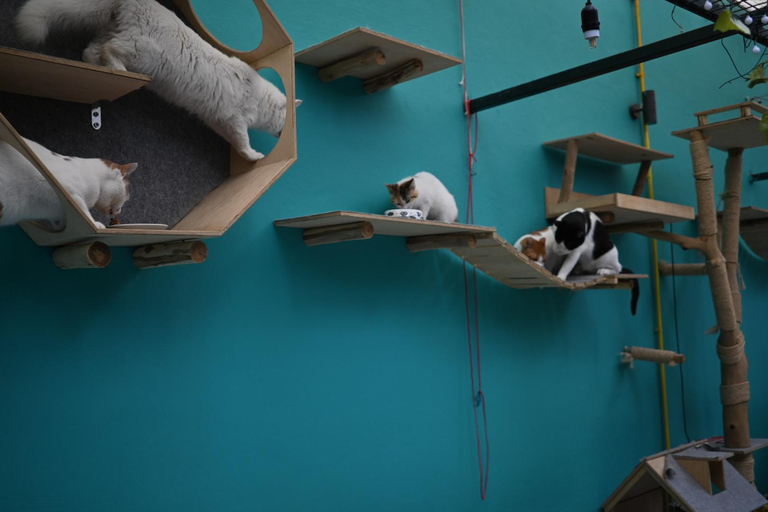 Atenas: visita a um café com gatos, com bebida e doceAtenas: Visita ao Cat Cafe com Drink and Sweet