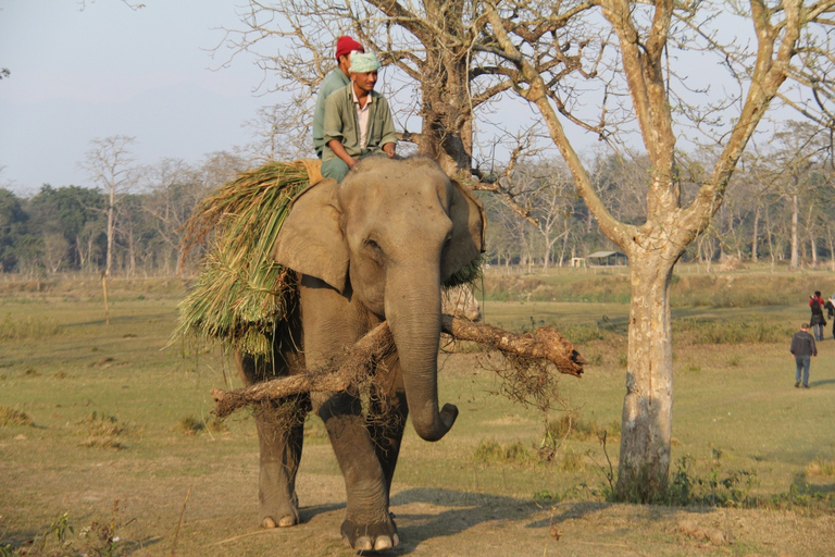 3-tägige Nepal Chitwan Dschungel Safari Tour ab Kathmandu