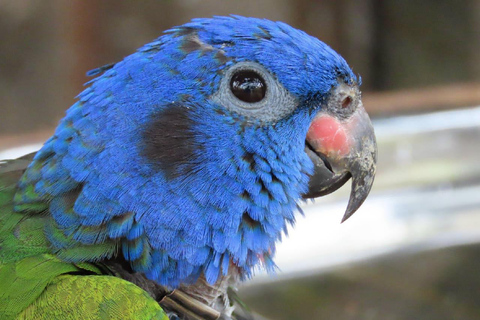 Kartagena: prywatna wycieczka z obserwacją ptaków w tropikalnym lesie suchymKartagena: Prywatna wycieczka z obserwacją ptaków w tropikalnym lesie suchym