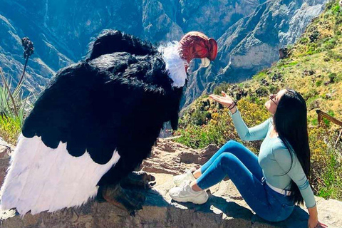 Full day excursion to Colca Canyon