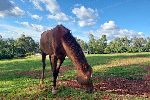 Galop gracieux, randonnée à cheval au Mont Kigali