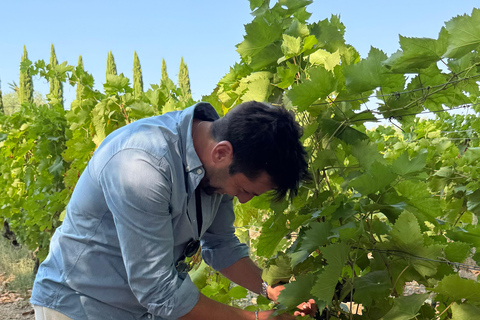 Porto: Douro Valley Train Tour, Cruise, Wine & Lunch