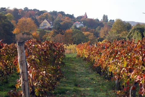 Vienna 3-Hour Hiking Tour of Wiener Wald