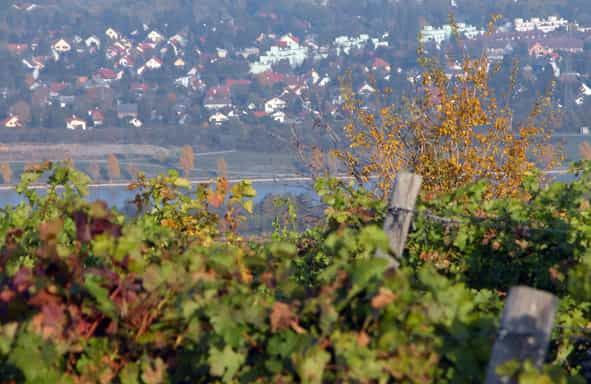 Vienna Tour con percorso trekking nella Selva Viennese GetYourGuide