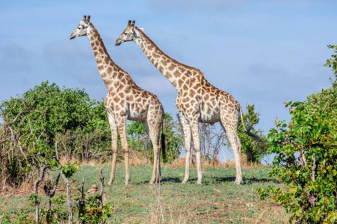 Cebú:Excursión de un día al Parque de Aventuras Safari de Cebú