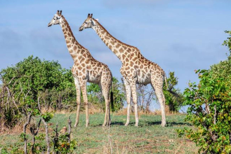 Cebú:Excursión de un día al Parque de Aventuras Safari de Cebú