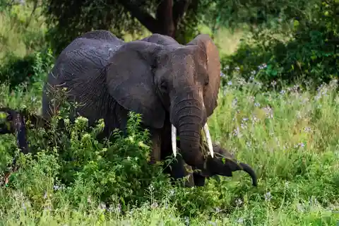 From Arusha: 7 Days Classic Safari Central Northern Circuit