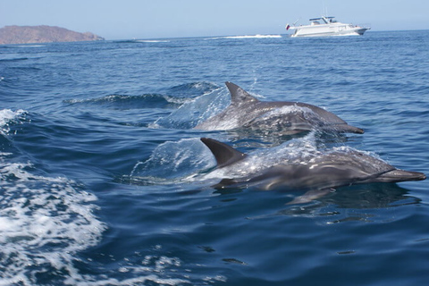 Marbella & Gibraltar Express from Málaga (optional Sightseeing Tour of the Rock & Dolphins) Marbella & Gibraltar Express with DOLPHINS from Muelle Heredia, 2