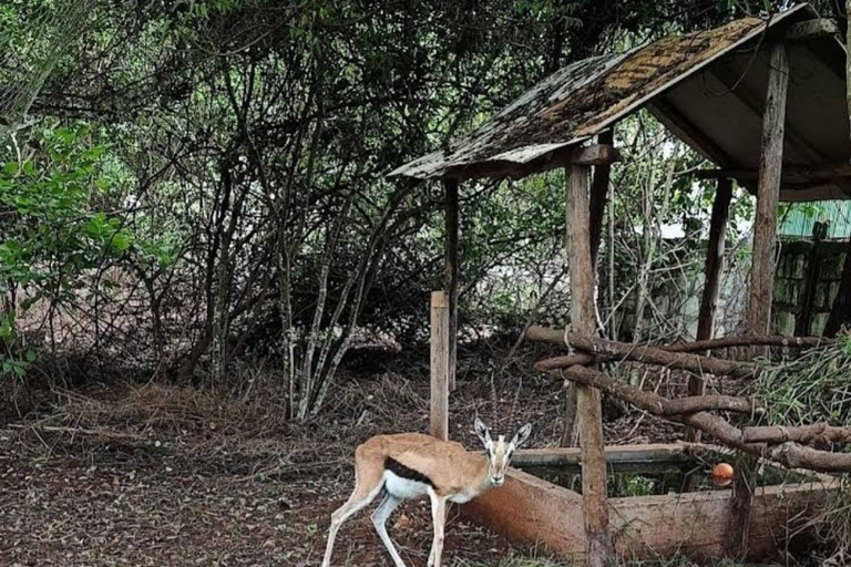 Zanzibar: Swim with Turtles at Baraka Aquarium and Zoo Park