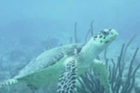 barbados turtles and shipwrecks 2hour snorkeling tour