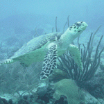 barbados turtles and shipwrecks 2hour snorkeling tour