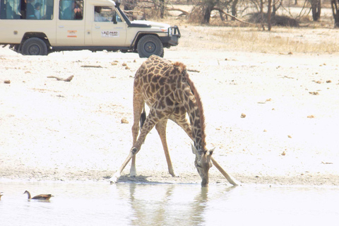 Arusha Park Memorable Safari Tour