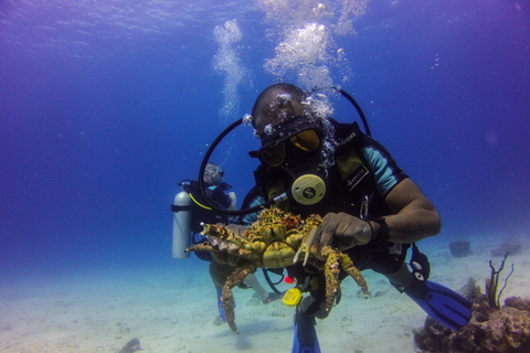 República Dominicana: Buceo VIP en la Isla Catalina