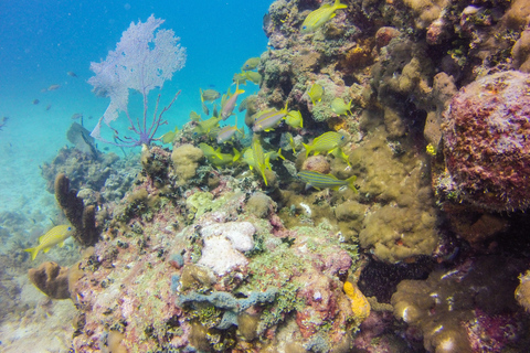 República Dominicana: Buceo VIP en la Isla Catalina