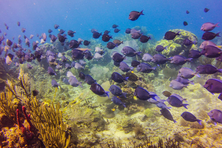 República Dominicana: Buceo VIP en la Isla Catalina