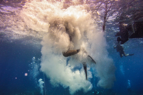 República Dominicana: Buceo VIP en la Isla Catalina