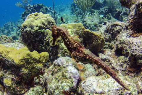 República Dominicana: Buceo VIP en la Isla Catalina