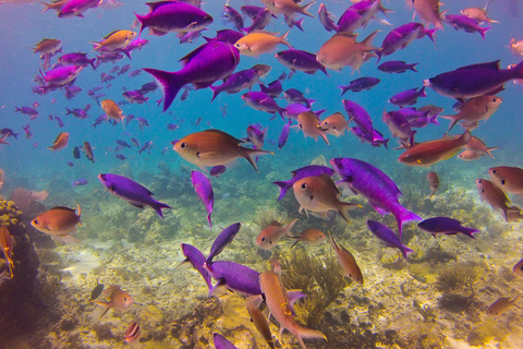 République dominicaine : Plongée sous-marine VIP sur l'île de Catalina