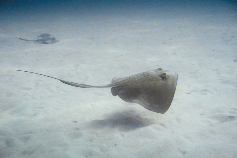 República Dominicana: Buceo VIP en la Isla Catalina