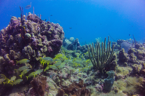 République dominicaine : Plongée sous-marine VIP sur l'île de Catalina