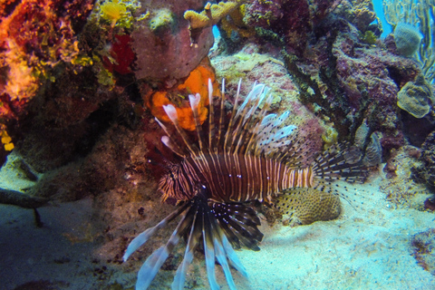 República Dominicana: Buceo VIP en la Isla Catalina