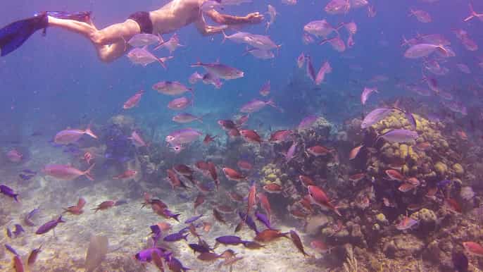 la romana catalina island fullday snorkeling tour