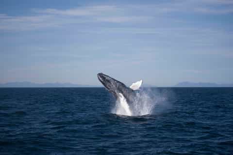 reykjavik 3hour whale watching tour